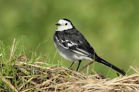 Attēlu rezultāti vaicājumam “Motacilla alba nest”