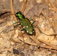 Attēlu rezultāti vaicājumam “Comatricha pulchella macro”