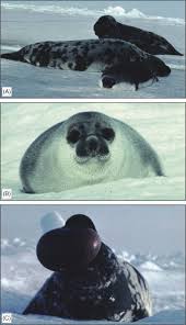 Image result for Cystophora cristata