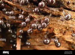 Attēlu rezultāti vaicājumam “Cribraria cancellata”