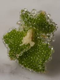 Attēlu rezultāti vaicājumam “Cephalozia loitlesbergeri”