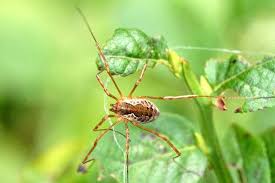 Attēlu rezultāti vaicājumam “Phalangium opilio”