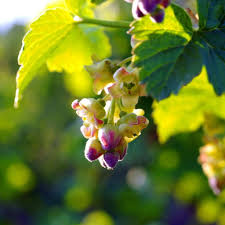 Attēlu rezultāti vaicājumam “Ribes nigrum flower”
