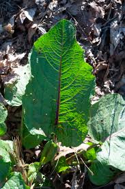 Attēlu rezultāti vaicājumam “Rumex obtusifolius fruit”