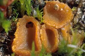 Attēlu rezultāti vaicājumam “Octospora humosa”