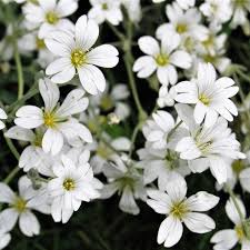 Attēlu rezultāti vaicājumam “Gypsophila fastigiata”