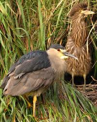 Attēlu rezultāti vaicājumam “Nycticorax nycticorax”