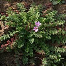 Attēlu rezultāti vaicājumam “Erodium cicutarium flower”