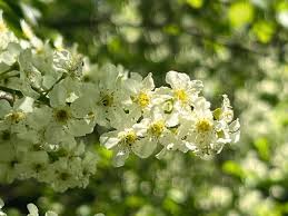 Attēlu rezultāti vaicājumam “Prunus padus var. roseiflora”