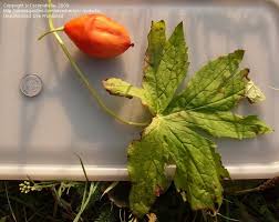 Attēlu rezultāti vaicājumam “Podophyllum hexandrum fruit”