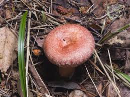 Attēlu rezultāti vaicājumam “Lactarius torminosus”