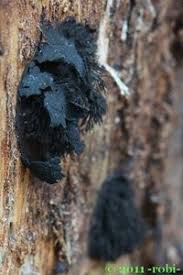 Attēlu rezultāti vaicājumam “Amaurochaete atra”