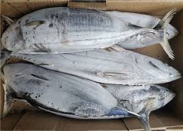 Image result for Katsuwonus pelamis