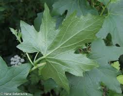 Attēlu rezultāti vaicājumam “Bryonia alba leaf”