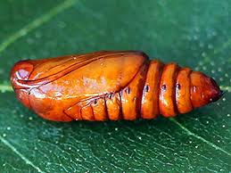 Attēlu rezultāti vaicājumam “Agrochola helvola”