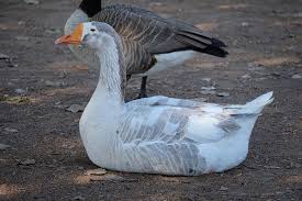 Attēlu rezultāti vaicājumam “Anser anser”