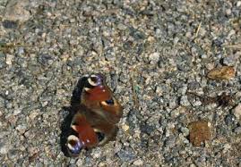 Attēlu rezultāti vaicājumam “Carterocephalus silvicolus underside”