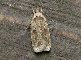 Attēlu rezultāti vaicājumam “Agonopterix aranella”