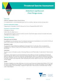 Attēlu rezultāti vaicājumam “Distichium capillaceum”