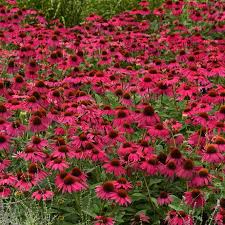 Image result for Echinacea Lustre hybrids