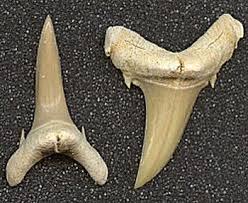 Image result for Carcharias