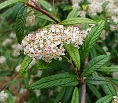 Attēlu rezultāti vaicājumam “Cotoneaster multiflorus”