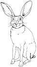 Jackrabbit coloring page