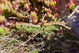Attēlu rezultāti vaicājumam “Lacerta agilis male”