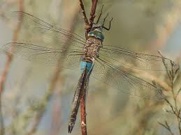 Attēlu rezultāti vaicājumam “Anax parthenope”