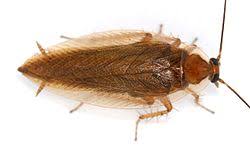 Attēlu rezultāti vaicājumam “Ectobius sylvestris”