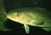 Gadus morhua, Atlantic cod : fisheries, aquaculture, gamefish