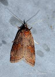 Attēlu rezultāti vaicājumam “Nycteola sp.”