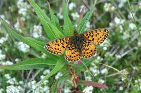 Attēlu rezultāti vaicājumam “Clossiana selene”