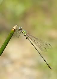 Attēlu rezultāti vaicājumam “Chalcolestes viridis”