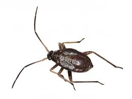 Attēlu rezultāti vaicājumam “Adelphocoris seticornis”