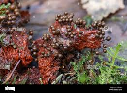 Attēlu rezultāti vaicājumam “Hemitrichia decipiens spores”