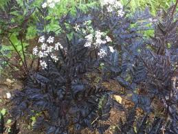 Attēlu rezultāti vaicājumam “Anthriscus sylvestris”