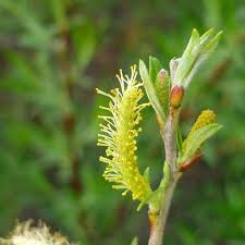 Attēlu rezultāti vaicājumam “Salix repens subsp. rosmarinifolia flower”