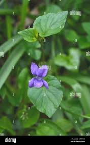 Attēlu rezultāti vaicājumam “Viola riviniana leaf”