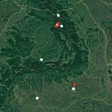 Attēlu rezultāti vaicājumam “Leucorrhinia pectoralis female”