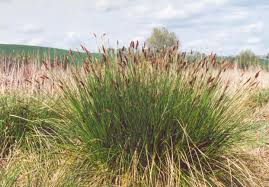 Attēlu rezultāti vaicājumam “Carex paniculata”
