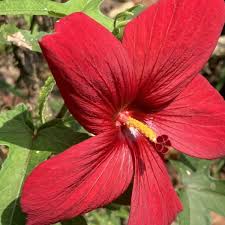 Image result for Abelmoschus moschatus