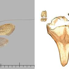 Attēlu rezultāti vaicājumam “Nematopogon sp.”