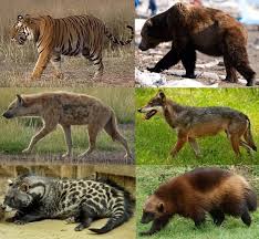 Attēlu rezultāti vaicājumam “Carnivora”