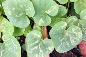 Attēlu rezultāti vaicājumam “Microrrhinum minus leaf”