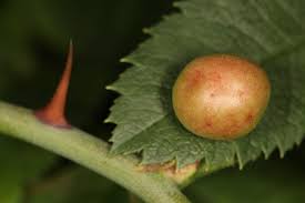 Attēlu rezultāti vaicājumam “Diplolepis eglanteriae”