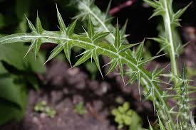 Image result for Ptilostemon afer