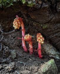 Attēlu rezultāti vaicājumam “Monotropa hypopitys fruit”