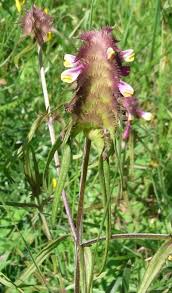 Attēlu rezultāti vaicājumam “Melampyrum cristatum”