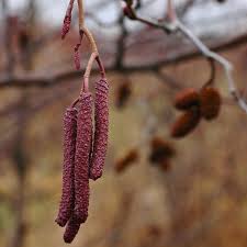 Attēlu rezultāti vaicājumam “Alnus”